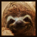 slothflyer's picture